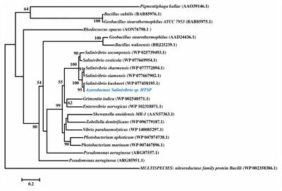 Bio-Decolorization of Synthetic Dyes by a Halophilic Bacterium Salinivibrio sp.